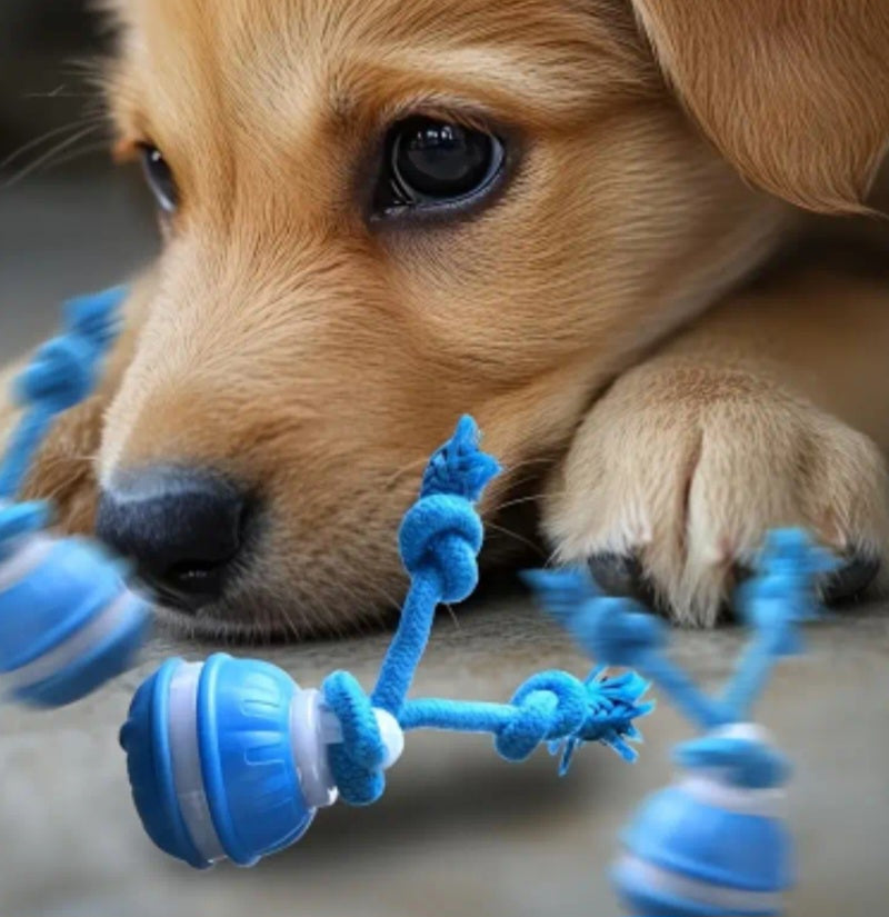 RollPawsPro Interactive toy