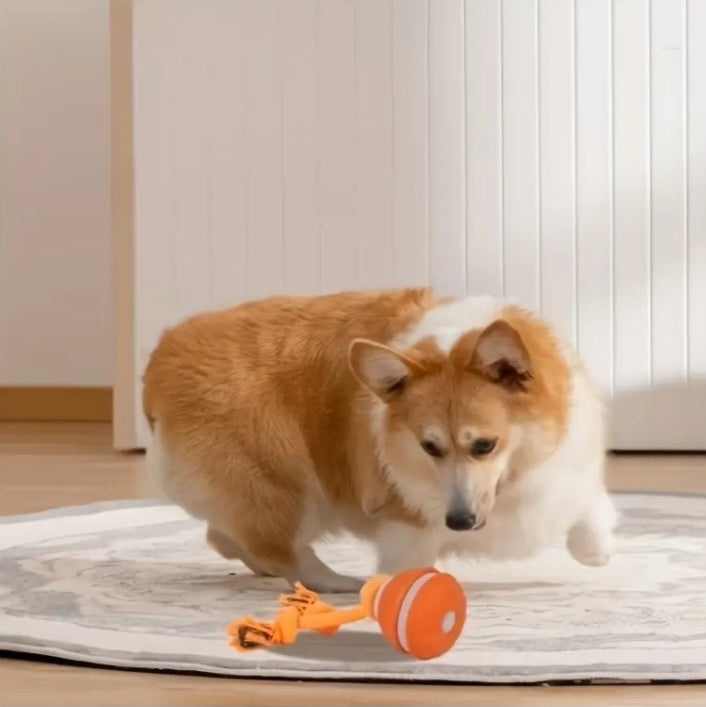 RollPawsPro Interactive toy